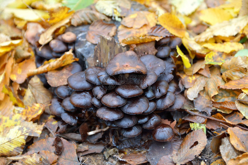 树桩上的黑色毒蘑菇图片