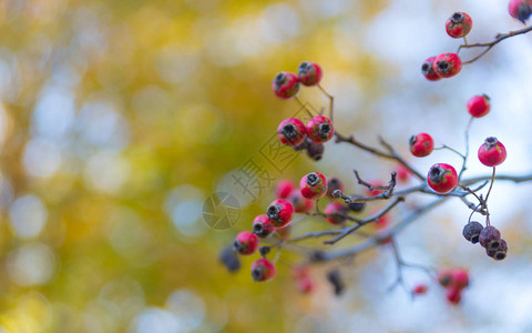 树上的红色浆果和黄色叶子图片