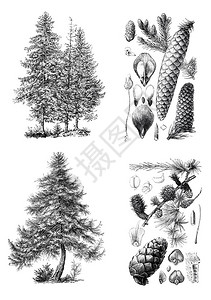 欧洲松树的重原光影公共域名词典1905年出版的雕刻插图1905年出版图片