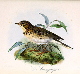 红额金翅雀一只鸟的插图Onzevogelsinhuise背景