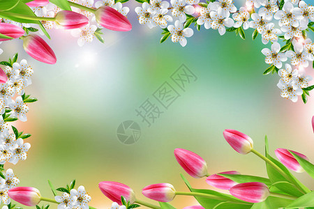 明亮多彩的春花郁金香鲜图片