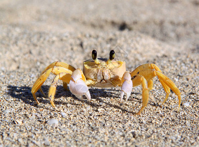 沙子上美丽的海蟹拍图片