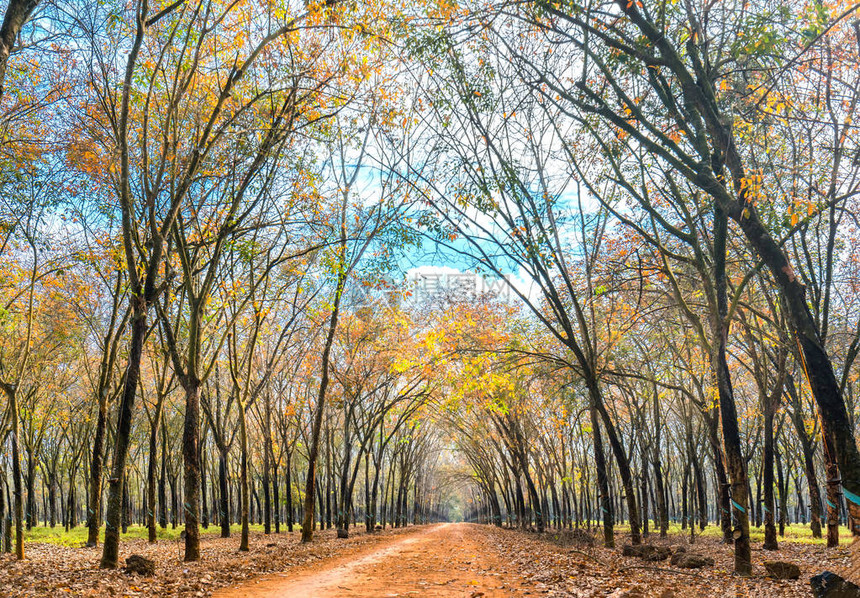 道路橡胶季节变化的树叶与树木排列成一条通往地平线的土路图片