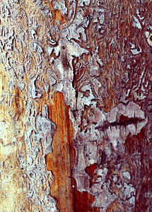 具有自然图案的旧木材纹理在树背景里面旧的又脏风化的灰色木墙板纹理背景图片