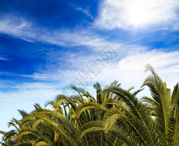 棕榈树顶部有云蓝色天空背景热带植物位图片