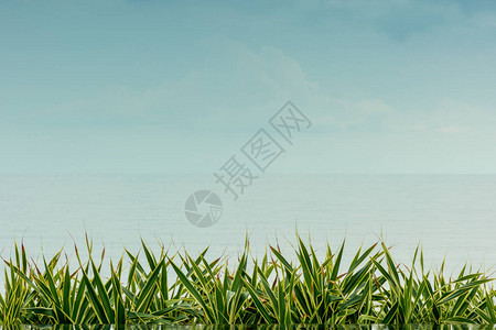 草天海背景图片