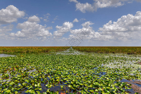 美国Everglades公园的佛罗里达湿地图片