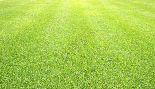 草坪背景绿草足球场背景图案图片