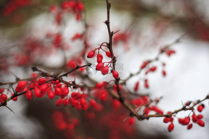 秋天风景红贝瑞树莓冰的树枝秋末图片