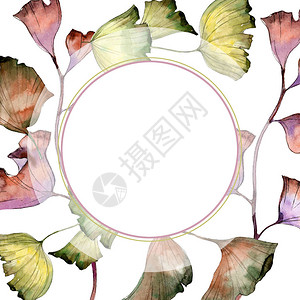 银杏叶植物园花卉叶子框架边框装饰广场背景纹理包装图案框架或边图片