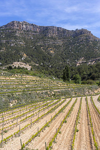Italy葡萄酒生产图片