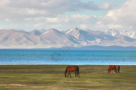 吉尔吉斯斯坦纳伦宋伊塞克湖湖大草地上的马图片