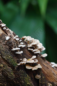 新鲜森林中的新鲜蘑图片