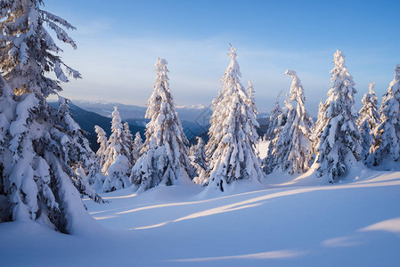 山林中积雪覆盖杉树阳光明媚的早晨的冬季景观大雪和暴风雪过后大雪纷飞背景图片