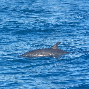 泛热带斑点海豚在蓝海图片