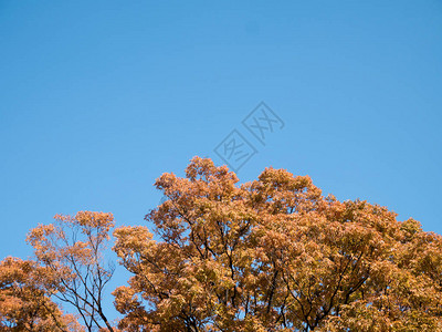 日本大阪的红色日本树叶图片
