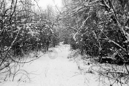 冬季在寒冬的阳光日落下雪时背景图片