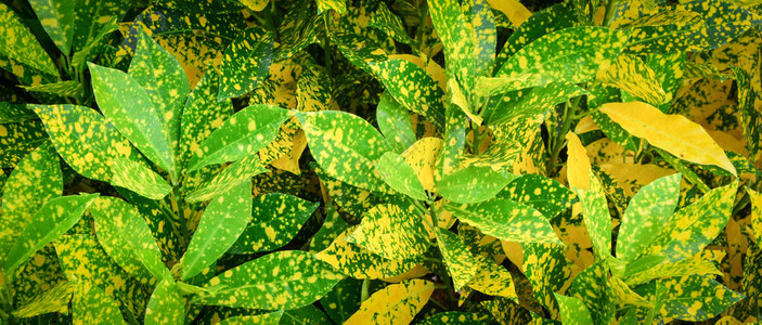 Croton植物绿色和黄色Cro图片
