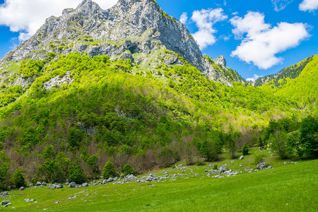 高山间风景如画的草地和森林图片