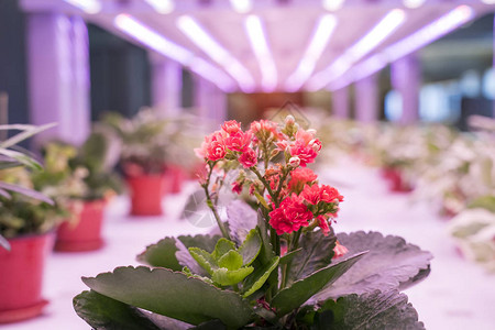 有机水栽花与LED轻门式室内农高清图片