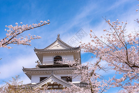 樱花蓝天白石城图片