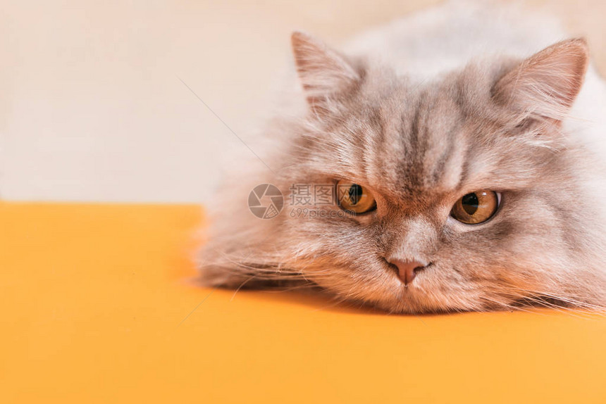 特写一只毛茸茸的猫在橙色背景上的照片体贴的猫躺着侧着眼睛看着copyspace图片