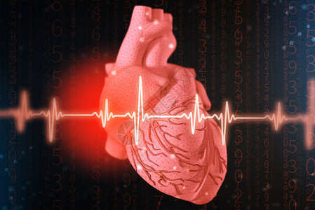 人类心脏和心电图插图片