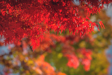 秋红黄的日本青叶在花图片