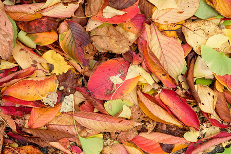 秋季在地球上新鲜干图片
