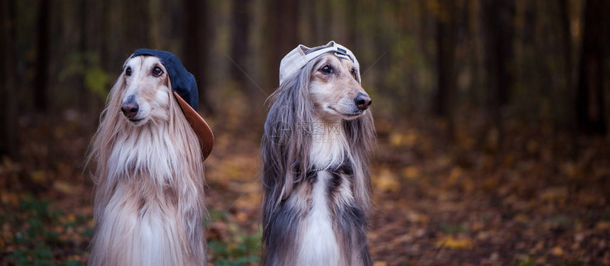 狗阿富汗猎犬作为青少年说唱歌手穿着时尚的帽子年轻时尚的狗服概念图片