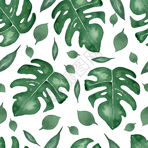 叶龟背竹的无缝图案棕榈树的热带叶子水彩异国情调的图案与白色背景图片