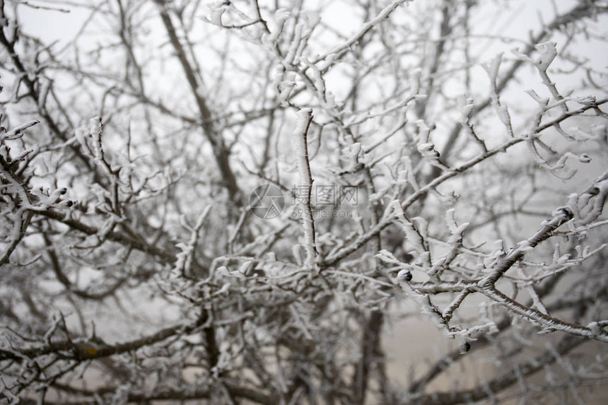 冬天的树枝上覆盖着冰冷的白霜初霜寒冷天气结冰的水霜和白霜微距拍摄初冬图片