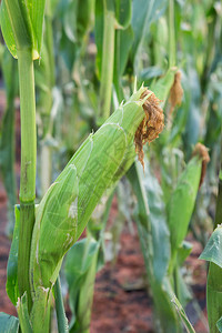 农场的玉米蔬菜树图片