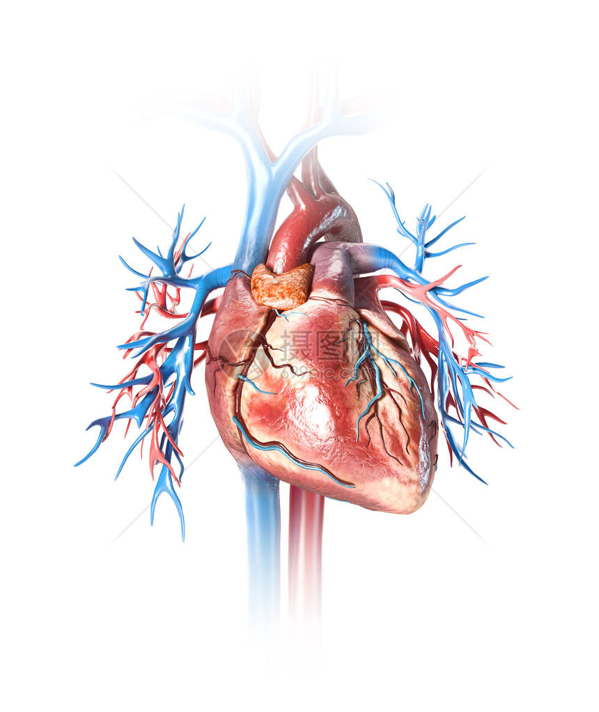 人类的心脏与血管紧密相连孤立图片