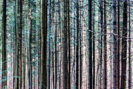森林树木超真实天然户外模式的多色接触图像图片