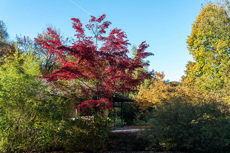 德国慕尼黑英国花园秋天风景图片