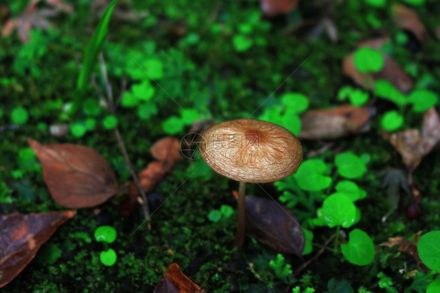 各种地衣和植物居图片