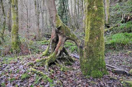 在冬季森林景观中以扭曲的根图片