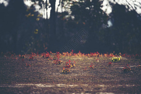 红植物花叶和图片