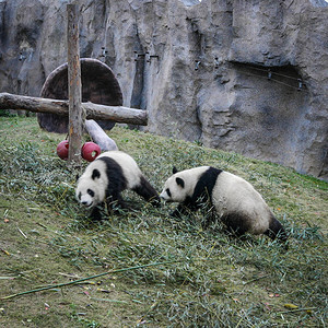 上海动物园的熊猫图片