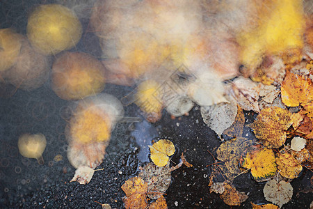公园的秋天背景雨图片