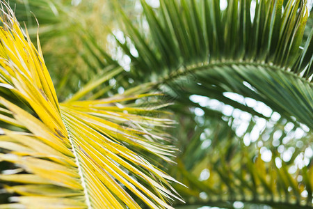 热带棕榈叶花卉形态背图片