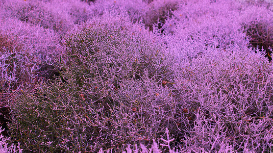 灌木干植物深紫色图片