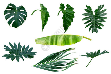 热带绿色植物和花卉套装图片