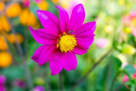 墨西哥紫菀或花园宇宙DahliaCosmosbipinnatus图片