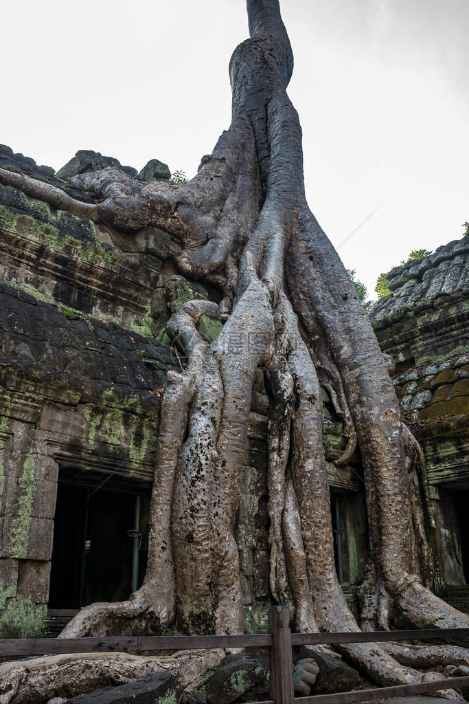 柬埔寨吴哥窟的塔普伦被联合国教科文组织列入世界遗产名录图片