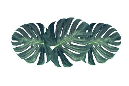 热带花朵怪兽的绿叶a图片