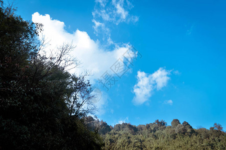 森林喜马拉雅山坡风景秀丽的低洼云层图片