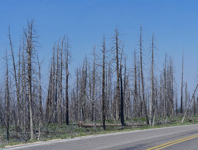 对犹他州前一次森林留下的一排无叶木枯树进行中度图片