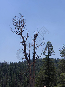 一棵树的顶部被犹他州先前的森林大火烧毁图片